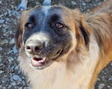 COOKIE, Hund, Mischlingshund in Kroatien - Bild 22