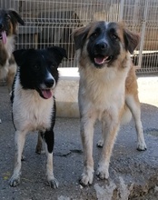 COOKIE, Hund, Mischlingshund in Kroatien - Bild 23