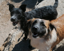 COOKIE, Hund, Mischlingshund in Kroatien - Bild 24