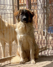 COOKIE, Hund, Mischlingshund in Kroatien - Bild 4