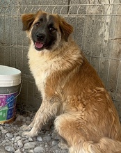 COOKIE, Hund, Mischlingshund in Kroatien - Bild 6