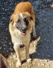 COOKIE, Hund, Mischlingshund in Kroatien - Bild 8