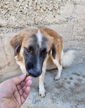COOKIE, Hund, Mischlingshund in Kroatien - Bild 9