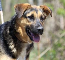 LAURA, Hund, Mischlingshund in Rumänien - Bild 1
