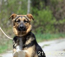 LAURA, Hund, Mischlingshund in Rumänien - Bild 2