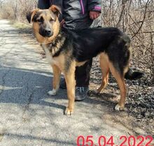 LAURA, Hund, Mischlingshund in Rumänien - Bild 3