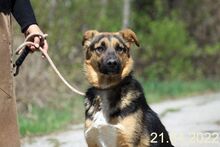 LAURA, Hund, Mischlingshund in Rumänien - Bild 4
