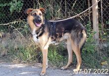 LAURA, Hund, Mischlingshund in Rumänien - Bild 5