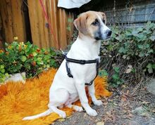 LORA, Hund, Mischlingshund in Bulgarien - Bild 2