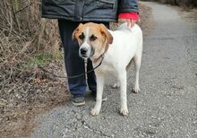 LORA, Hund, Mischlingshund in Bulgarien - Bild 6
