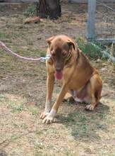 FINN, Hund, Mischlingshund in Griechenland - Bild 2