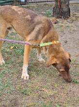 FINN, Hund, Mischlingshund in Griechenland - Bild 3
