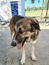 NINO, Hund, Mischlingshund in Griechenland - Bild 2