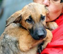 LARRY, Hund, Mischlingshund in Bulgarien - Bild 1