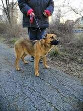 LARRY, Hund, Mischlingshund in Bulgarien - Bild 2