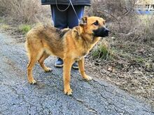 LARRY, Hund, Mischlingshund in Bulgarien - Bild 3