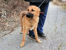 LARRY, Hund, Mischlingshund in Bulgarien - Bild 4