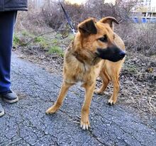LARRY, Hund, Mischlingshund in Bulgarien - Bild 6