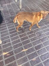 NINA, Hund, Podenco-Mix in Spanien - Bild 4