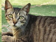 MADDY, Katze, Europäisch Kurzhaar in Spanien - Bild 2