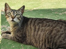 MADDY, Katze, Europäisch Kurzhaar in Spanien - Bild 3