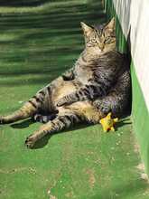 MADDY, Katze, Europäisch Kurzhaar in Spanien - Bild 4