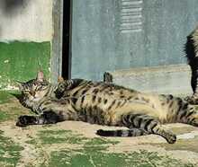 MADDY, Katze, Europäisch Kurzhaar in Spanien - Bild 7