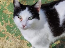 TANJIRO, Katze, Europäisch Kurzhaar in Spanien - Bild 1