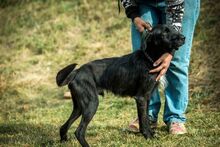 MUG, Hund, Mischlingshund in Ungarn - Bild 1