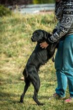 MUG, Hund, Mischlingshund in Ungarn - Bild 2