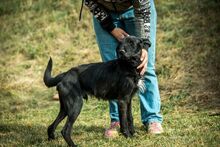 MUG, Hund, Mischlingshund in Ungarn - Bild 3