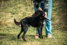 MUG, Hund, Mischlingshund in Ungarn - Bild 4