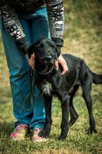 MUG, Hund, Mischlingshund in Ungarn - Bild 5