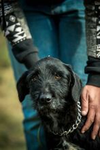 MUG, Hund, Mischlingshund in Ungarn - Bild 6