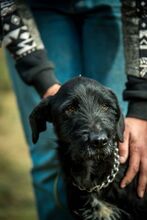 MUG, Hund, Mischlingshund in Ungarn - Bild 7