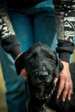MUG, Hund, Mischlingshund in Ungarn - Bild 8