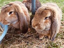SUEN, Hasenartige, Hasen-Kaninchen in Willich - Bild 1