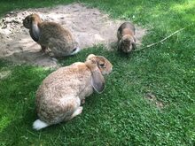 SUEN, Hasenartige, Hasen-Kaninchen in Willich - Bild 2