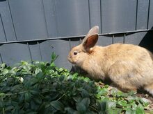 LEON, Hasenartige, Kaninchen in Grevenbroich - Bild 1