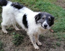 JOY, Hund, Mischlingshund in Kroatien - Bild 4