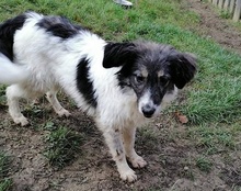 JOY, Hund, Mischlingshund in Kroatien - Bild 5