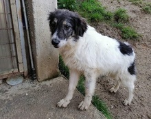 JOY, Hund, Mischlingshund in Kroatien - Bild 9