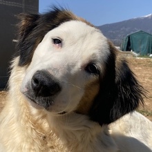 LYRA, Hund, Mischlingshund in Griechenland - Bild 1