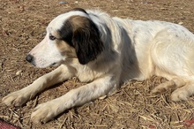 LYRA, Hund, Mischlingshund in Griechenland - Bild 11