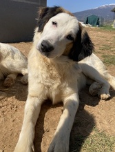 LYRA, Hund, Mischlingshund in Griechenland - Bild 5