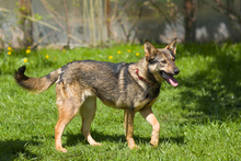 POLLY, Hund, Mischlingshund in Russische Föderation - Bild 6