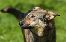 POLLY, Hund, Mischlingshund in Russische Föderation - Bild 8