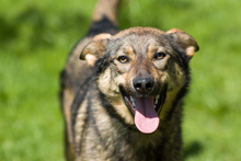 POLLY, Hund, Mischlingshund in Russische Föderation - Bild 9