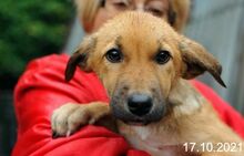 LANA, Hund, Mischlingshund in Bulgarien - Bild 1