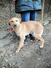LANA, Hund, Mischlingshund in Bulgarien - Bild 2